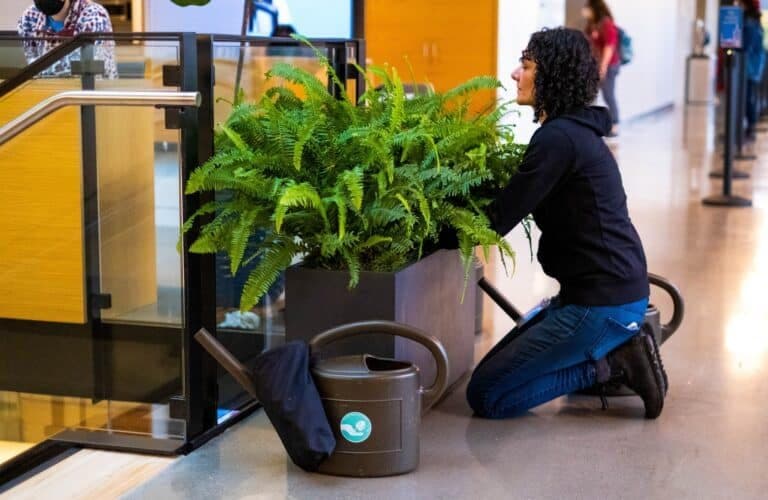 Horticulturalist tending a bank of ferns planted alongside an interior staircase.