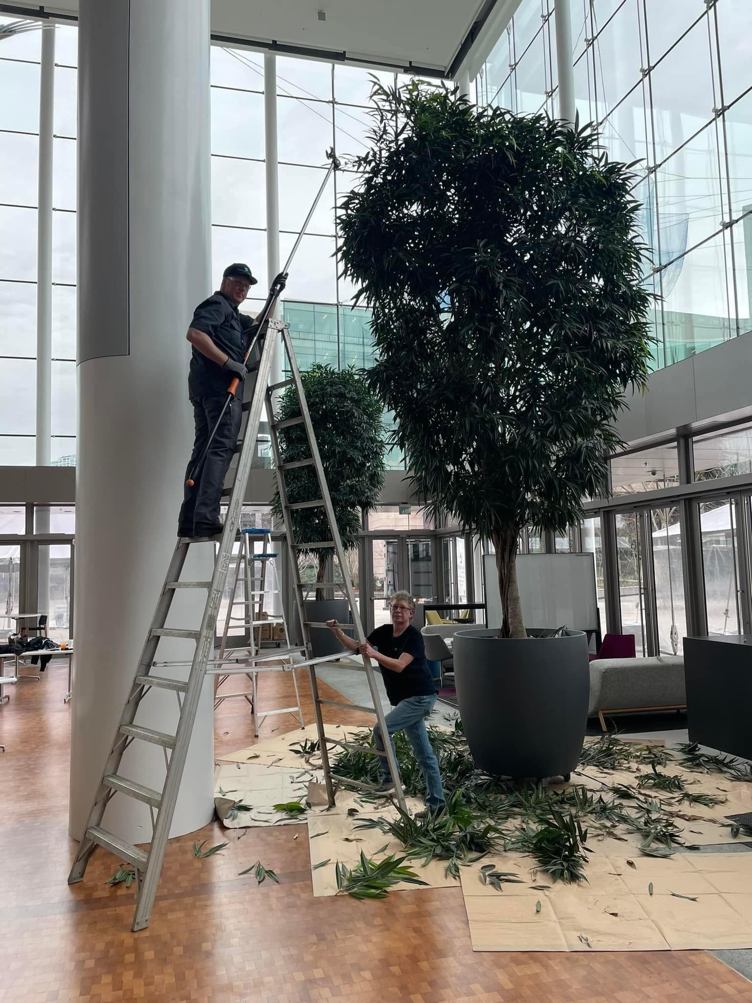 Technician on a ladder pruning a large interior tree in a commercial atrium.