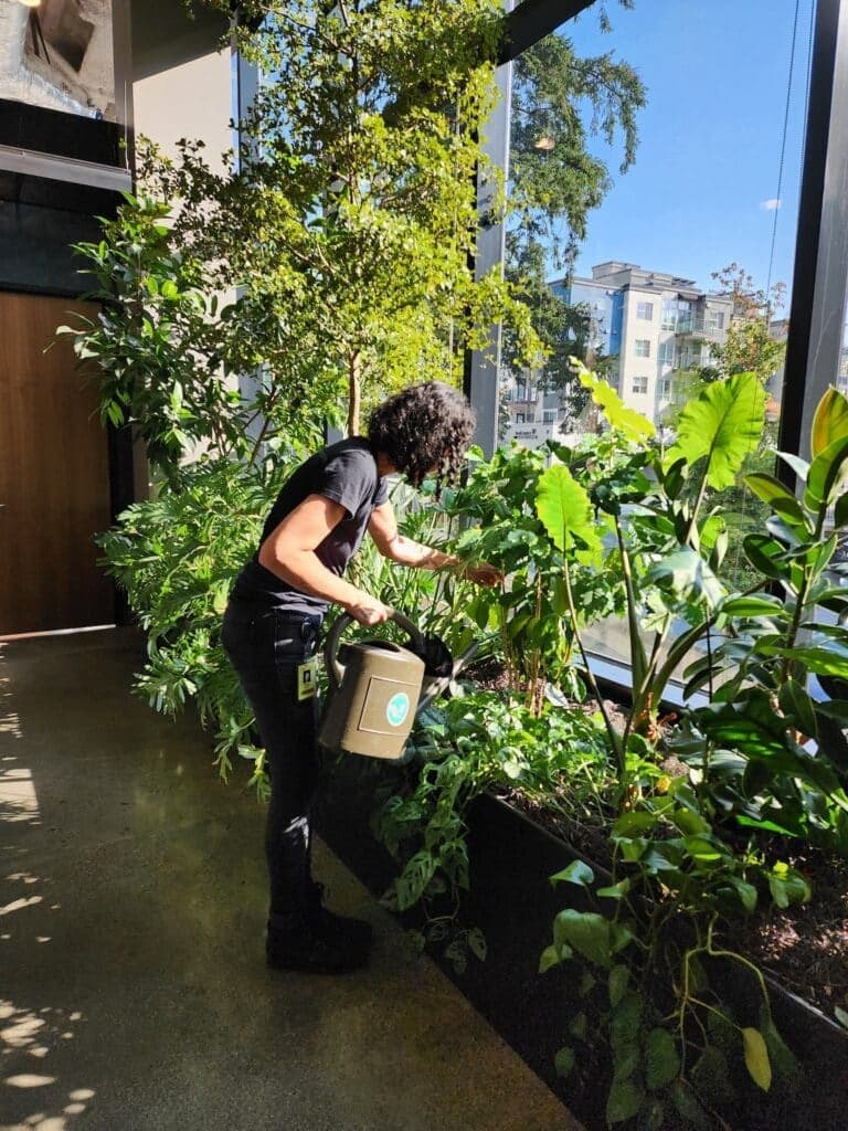 Team member watering a sunlit window planter of mixed foliage in an office interior.