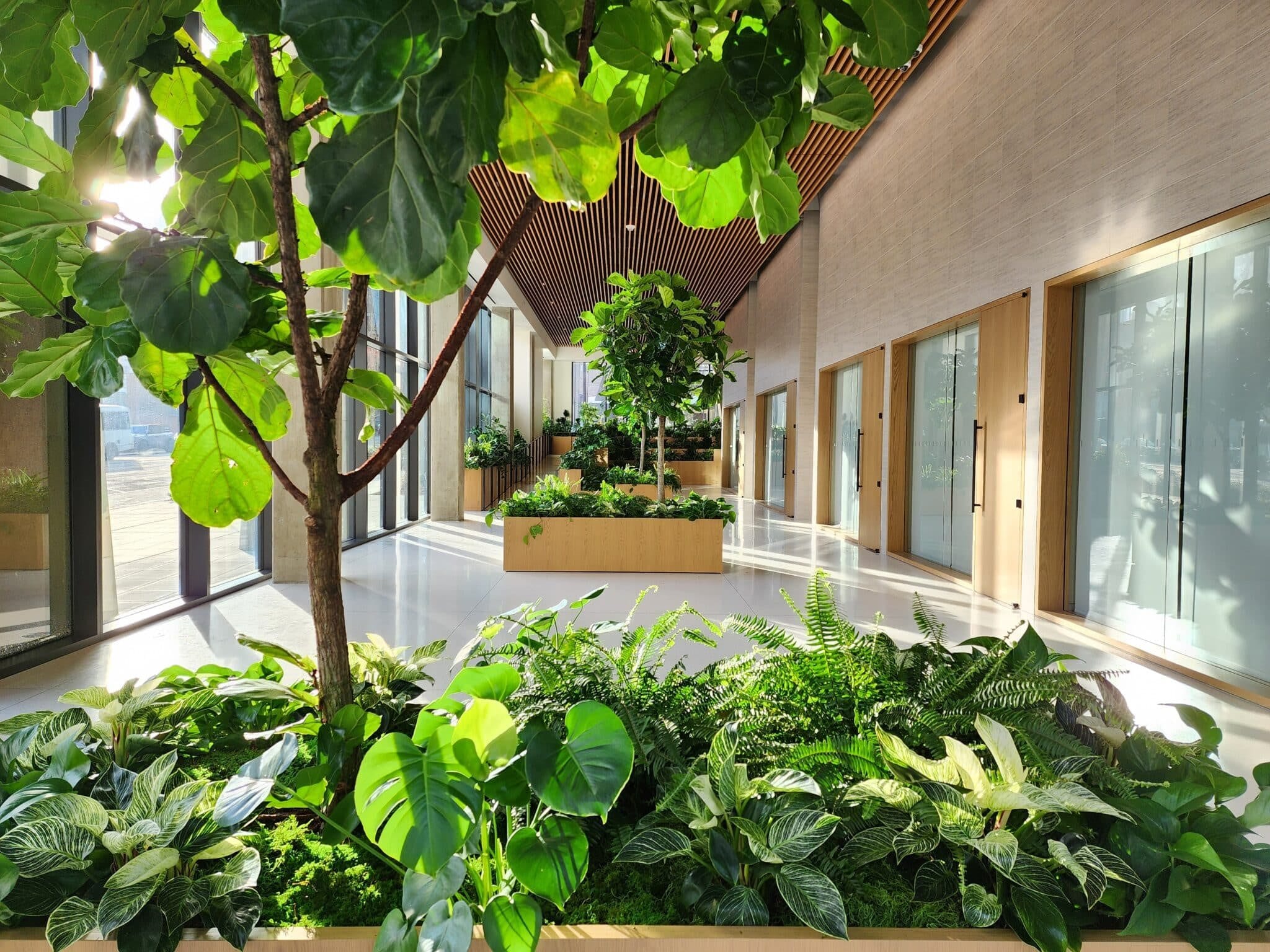 Sunlit office atrium with a mature fiddle leaf fig and built-in timber planters running the length of a glass-walled corridor.