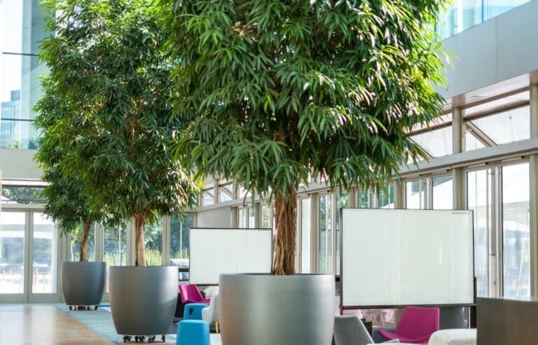 Mature interior trees planted in a commercial lobby beneath a slatted timber ceiling.