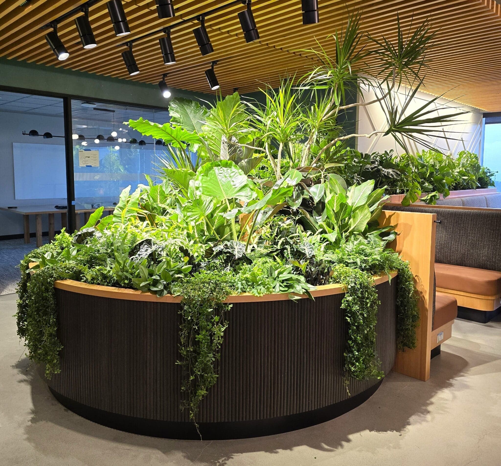 Circular built-in planter filled with layered tropical foliage in a modern office lounge with slatted timber ceiling.