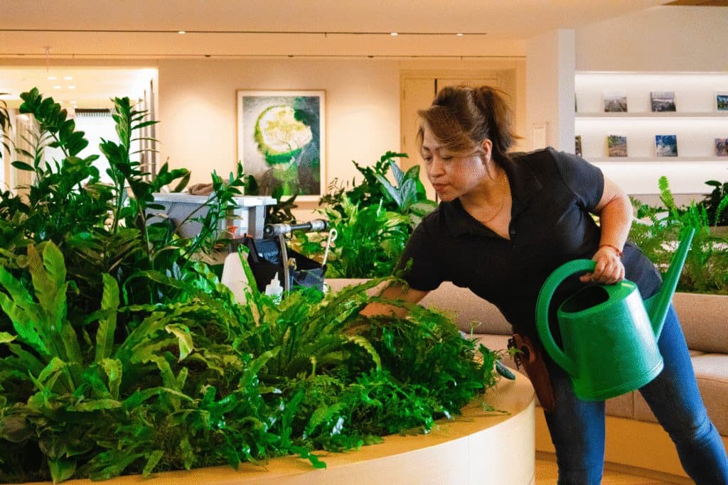 Seattle Plant Company horticulturalist watering a large interior planting of ferns and tropical foliage in an office reception.